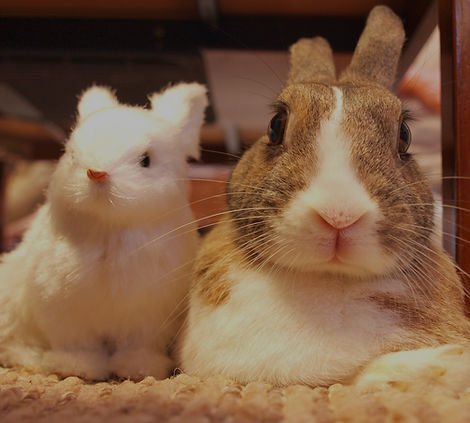 うさぎ