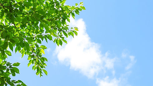 緑と青い空