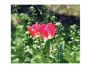 チューリップの花