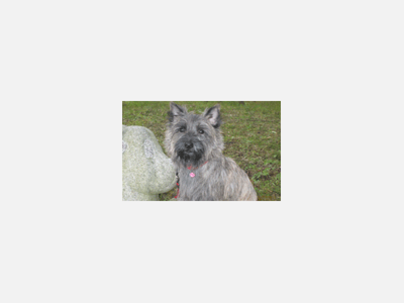 犬