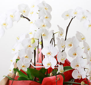 お祝いの花