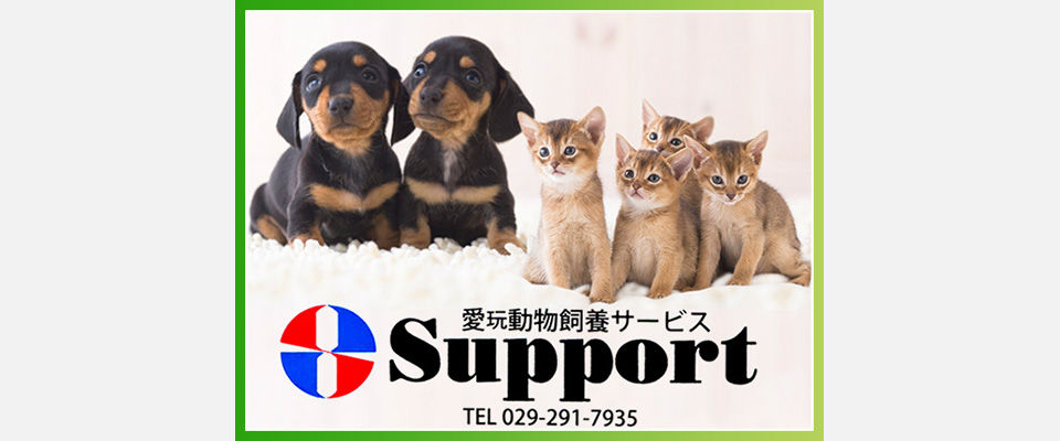 犬と猫