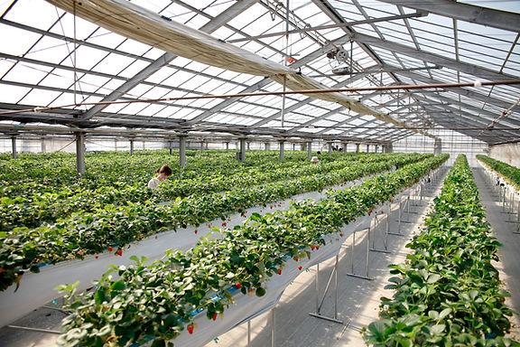 ビニールハウス