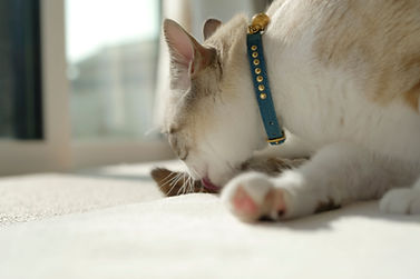 毛づくろいをする猫