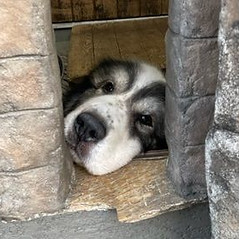 のぞく犬