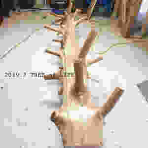 ①吉野杉