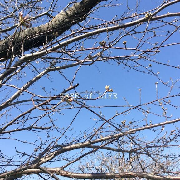 弊社付近の桜2021