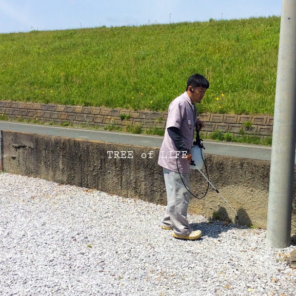 弊社社長 除草剤散布中