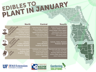 Edible plants to garden in January!