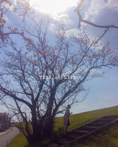 弊社付近の桜