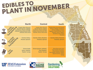Edible plants to garden in November!