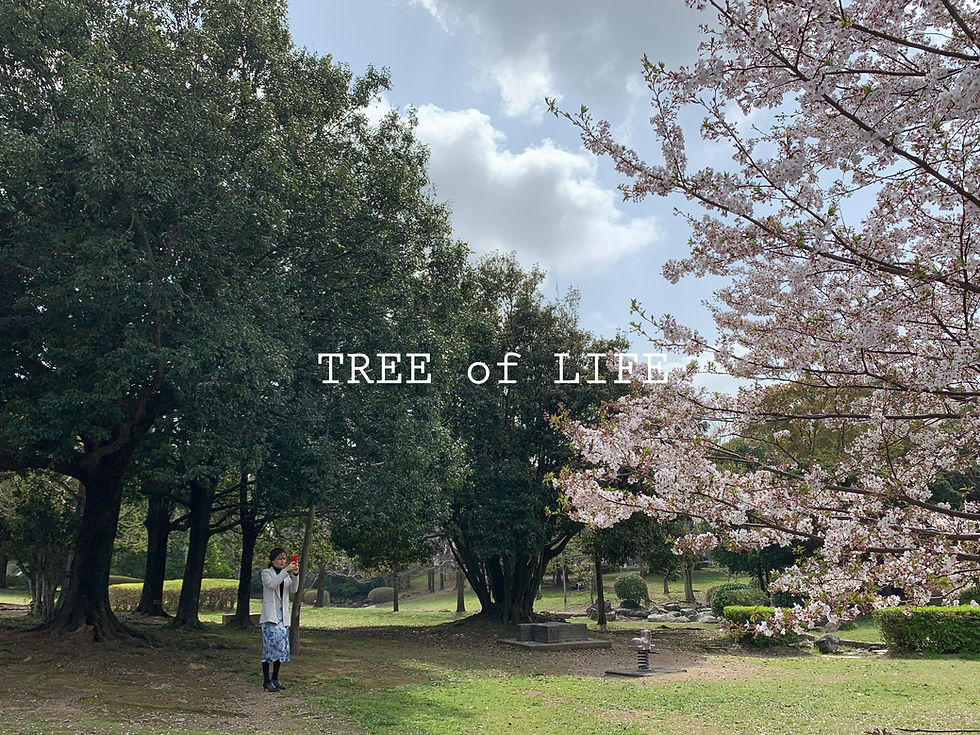 桜とFさん