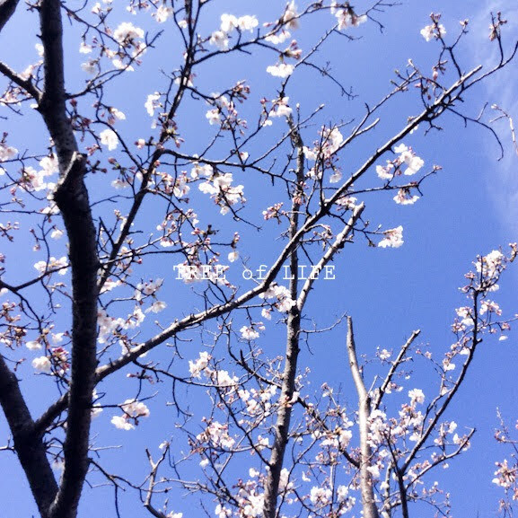 2021桜