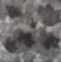 Forest Floor