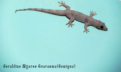 Fotografia Lagartija...