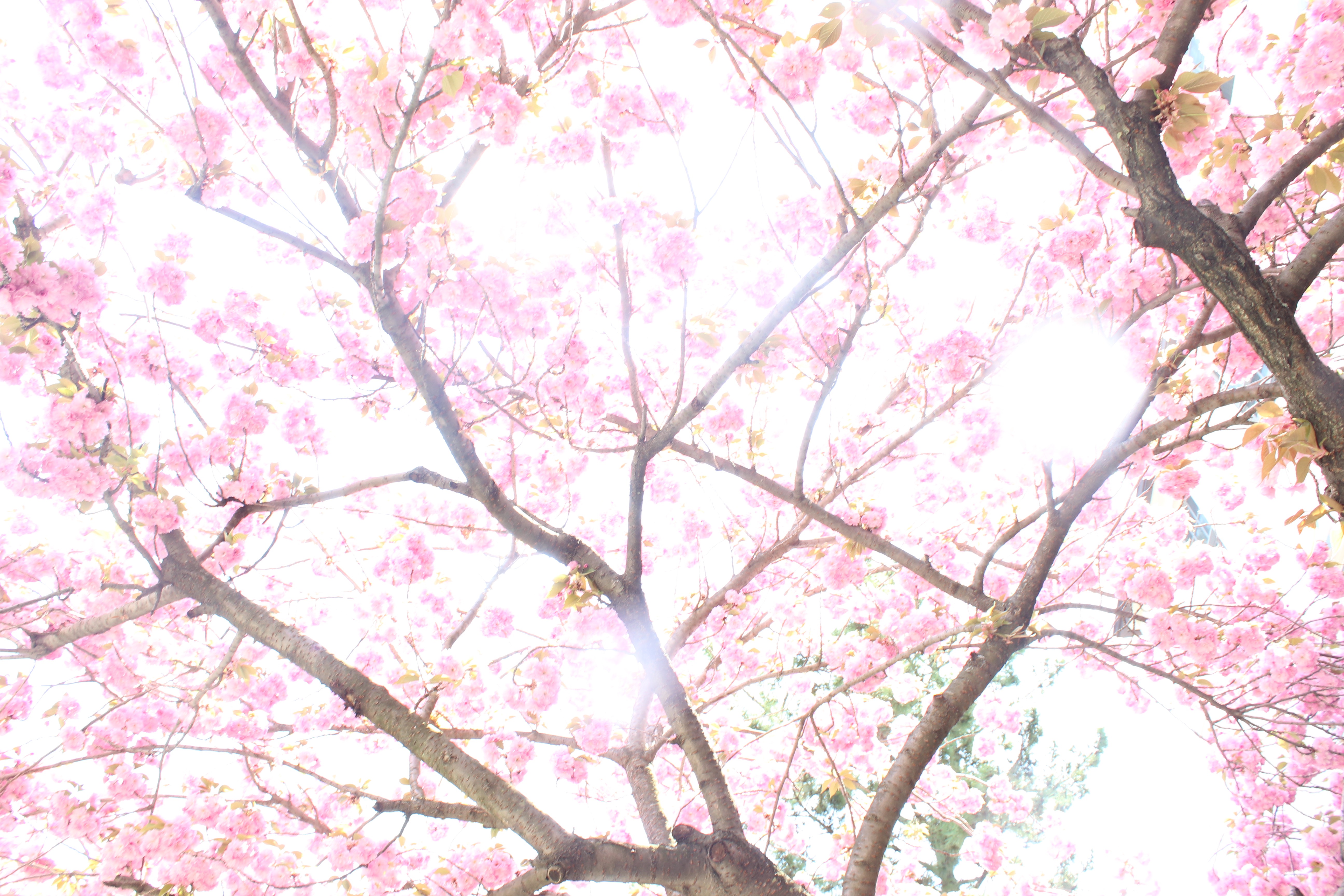 Blush Ignite