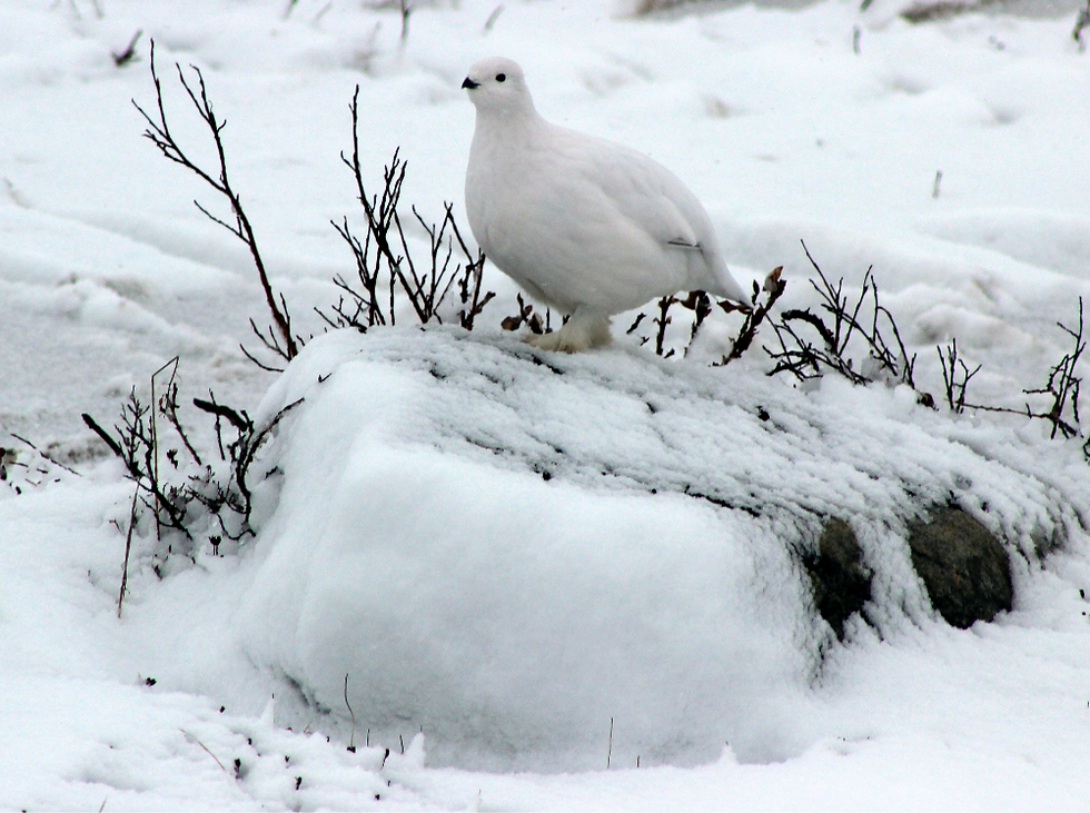 ripa i snö