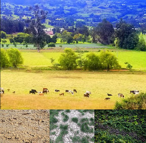 La ciencia del suelo más allá de la COVID-19