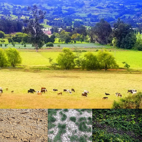 La ciencia del suelo más allá de la COVID-19