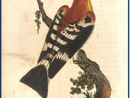 Nesting in the archives: An avian encyclopedia that predates Audubon!