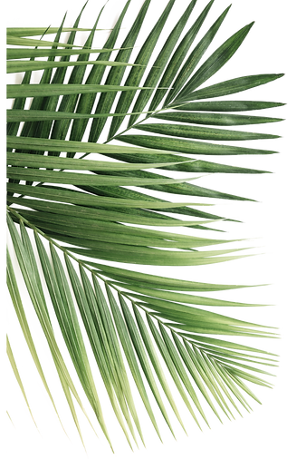 plant 01.png