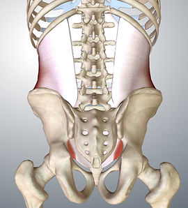 Transverse-abdominis-back.jpg