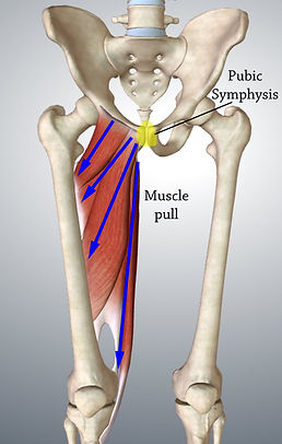adductors-front-pub-pull.jpg