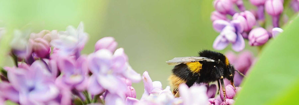Freelancers cross pollinate with new ideas