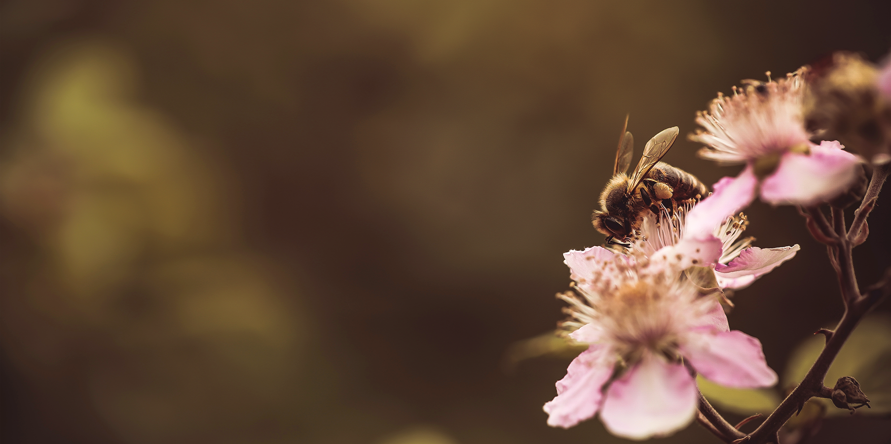 Apis mellifera