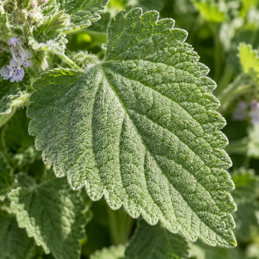 Catnip