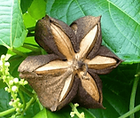 Sacha Inchi Nut