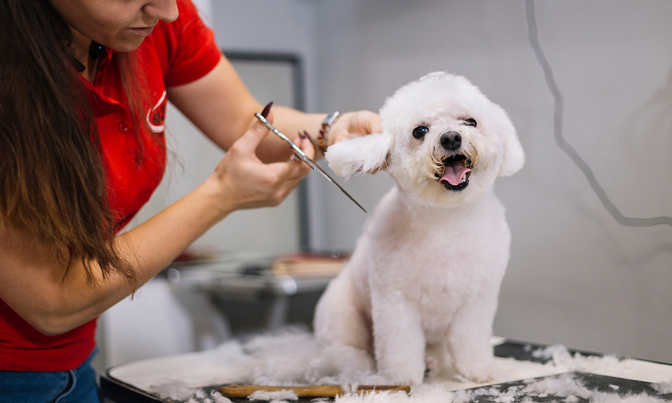 The Importance of Pre-Booking Future Grooming Appointments