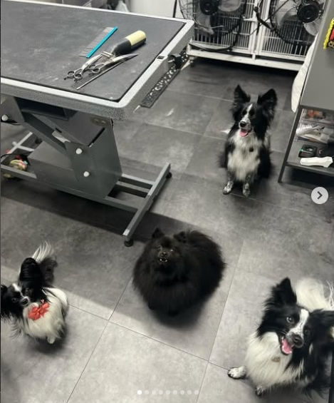 azpaw2