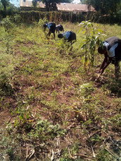 RARUA- After learning, pupils may take care of the fruit trees- mangoes and oranges-1.jpg