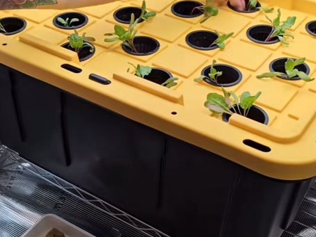 Deep Water Culture System
for Plants