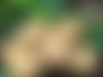 How to grow your own potatoes at home.