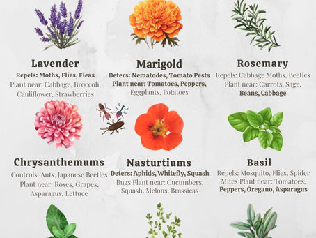 9 plants that fight pests naturally