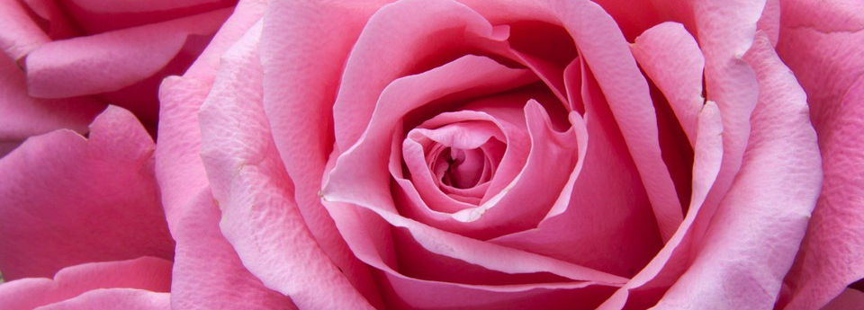 roses rose.jpg