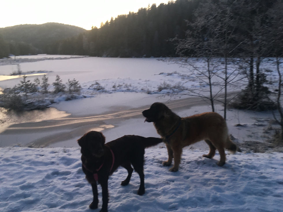 Innkalling fra løse hunder