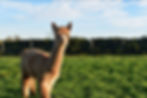 Brown Alpaca in field