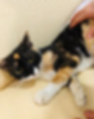 WhatsApp Image 2020-08-10 at 08.19.34.jp