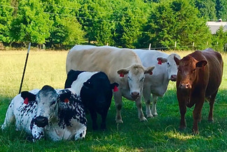 cowssssss_edited_edited.jpg
