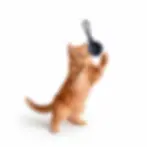 bolinha de catnip para gatos