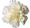 white carnation.png