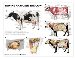 1 anatomy.jpg