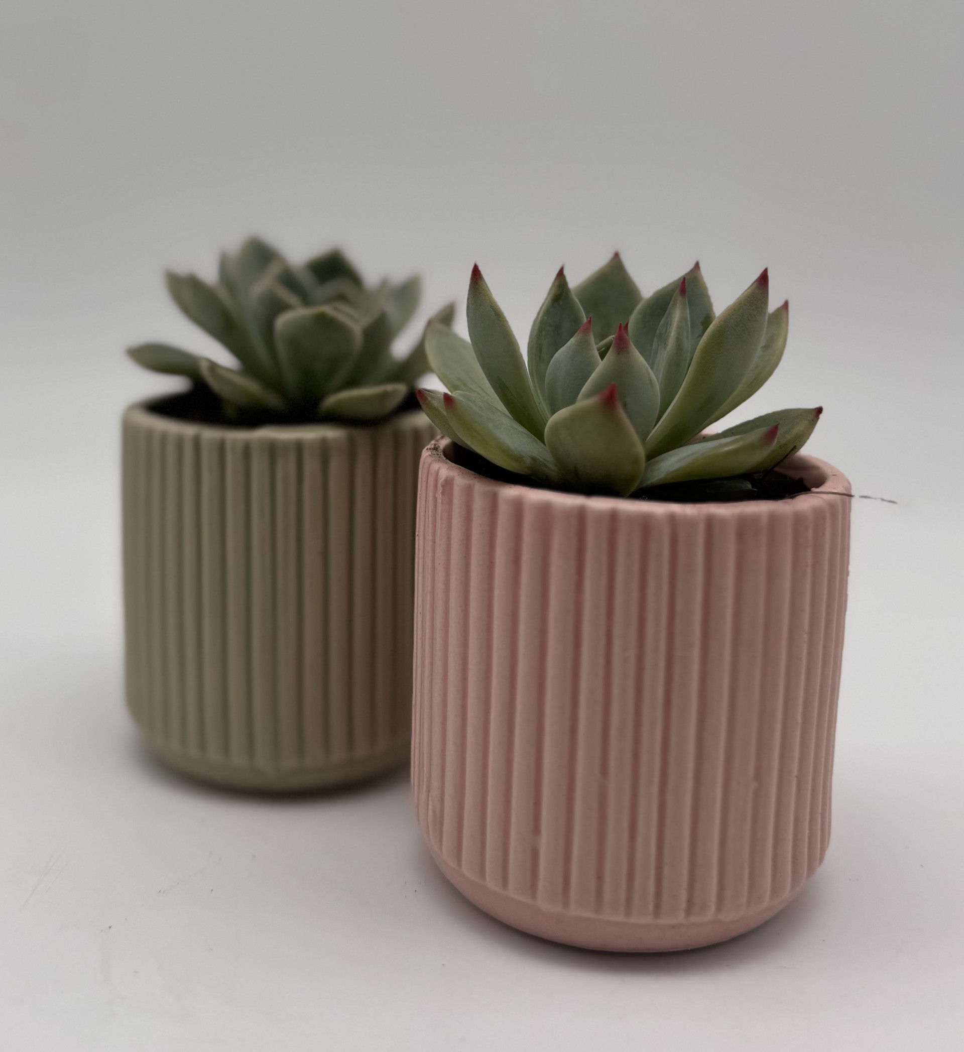 2" Echeveria in ceramic pot