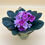 Thumbnail: African violet