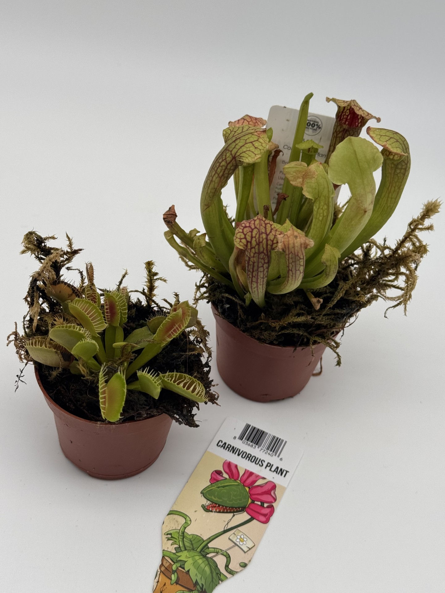 Carnivorous Plants