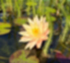 Pale yellow water lily blooms among green reeds and lily pads in a sunlit pond, creating a tranquil and serene atmosphere.