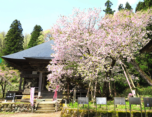 虎の尾桜.png